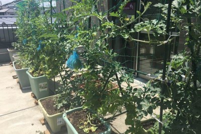 スワーヴ植田一本松